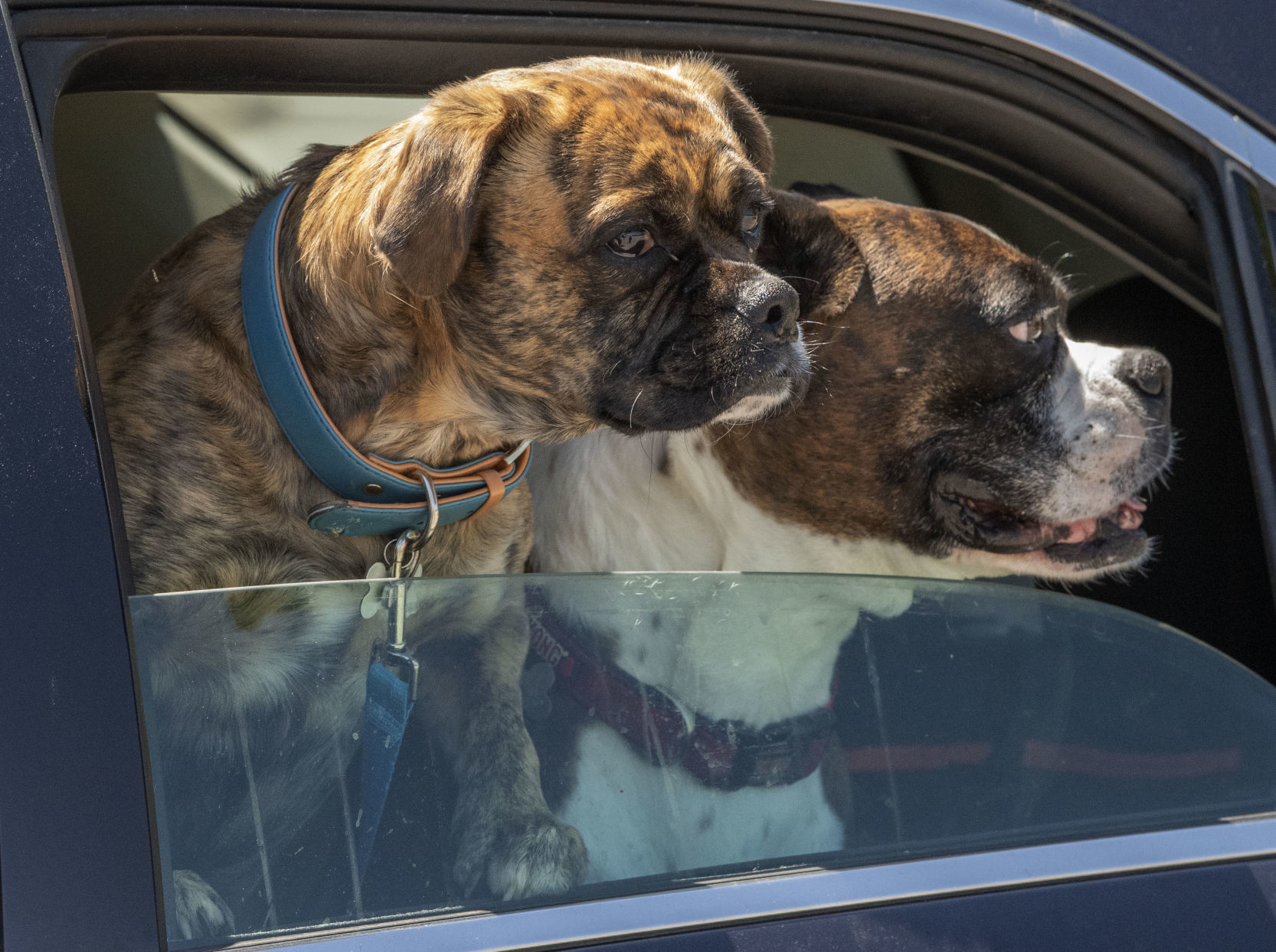 dp_Pet Food_05092006